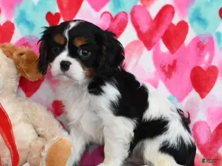 Cavalier King Charles Spaniel dogs Carl - Ad 24