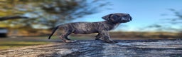 Catahoula Leopard Dog dogs for sale: Tracy II 2025 male 1 - Ad 3