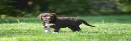 Portuguese Water Dog dogs for sale: Maggie - Ad 8