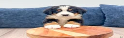 Bernese Mountain Dog dogs for sale: Judge - Ad 3