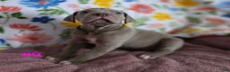 Great Dane dogs for sale: Great Dane Puppy 9 - Ad 6