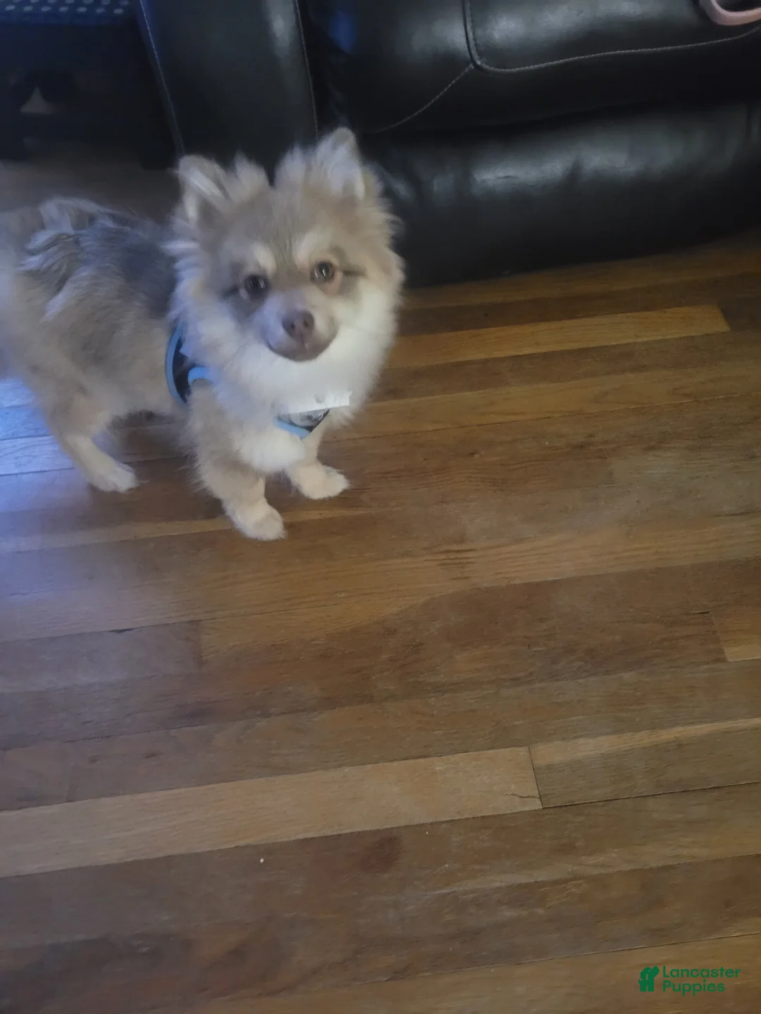Pomeranian dogs for sale: Pomeranian Puppy 1 - Ad 2