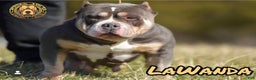 American Bully dogs for sale: American Bully adult female - Ad 3