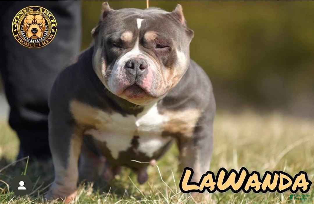American Bully dogs for sale: American Bully adult female - Ad 3