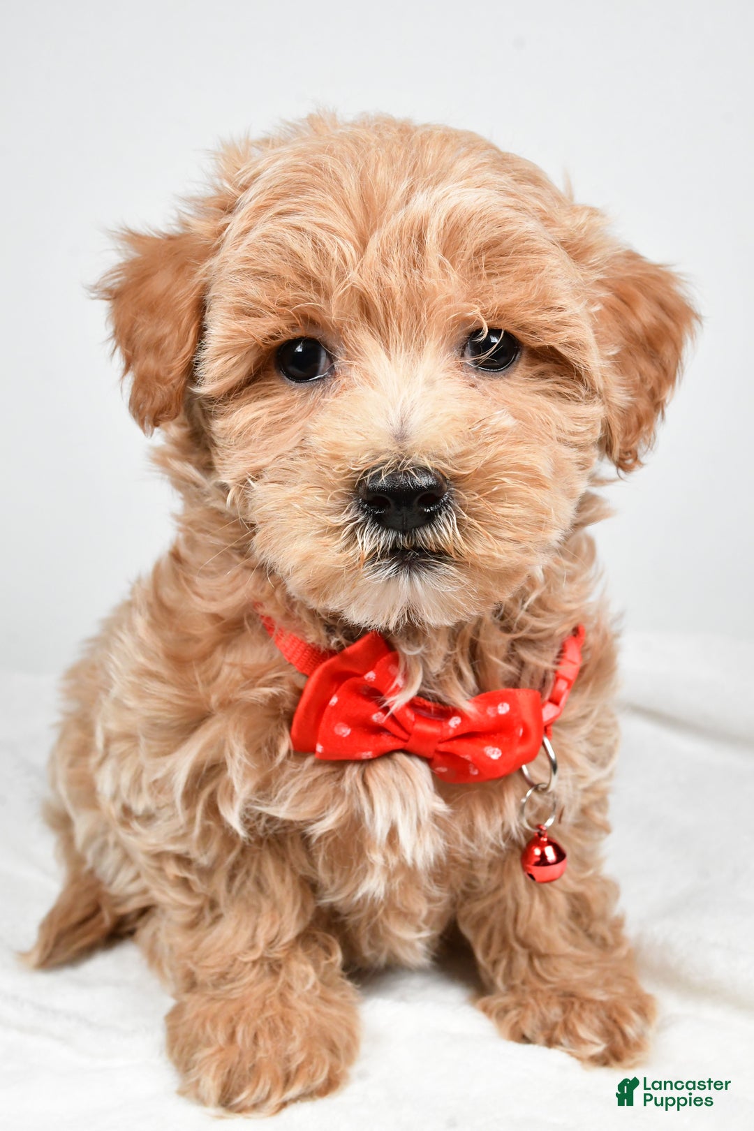 Maltipoo dogs for sale: Sparky - Ad 6
