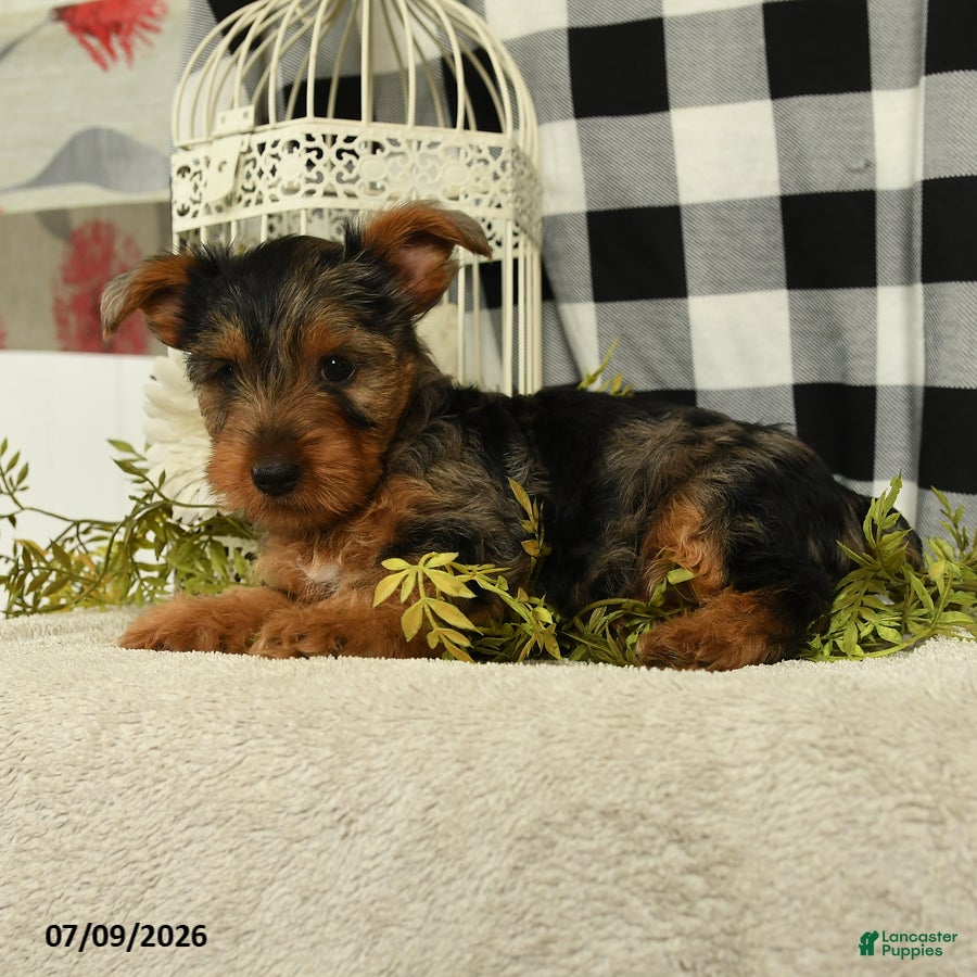 Yorkshire Terrier dogs Avalon - Ad 2