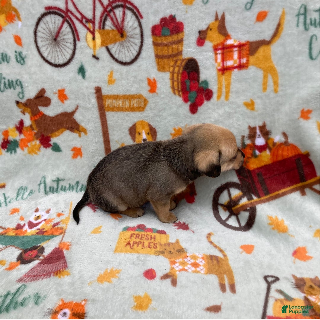 Chihuahua dogs for sale: Brody - Ad 4