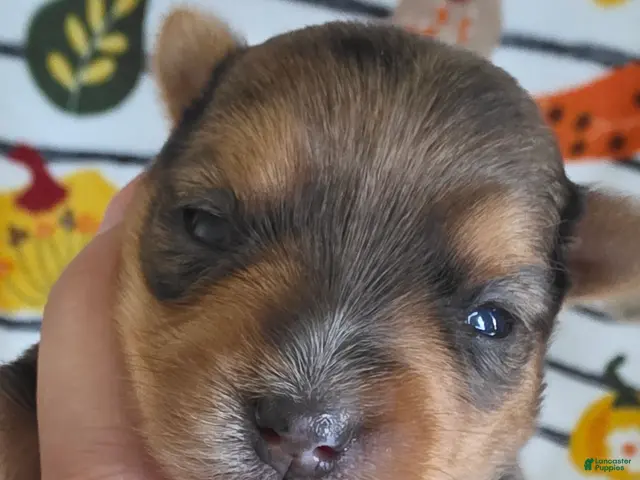 Yorkshire Terrier dogs Phoebe - Ad 8