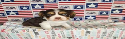 Cavalier King Charles Spaniel dogs for sale: Chocolate chip  - Ad 4