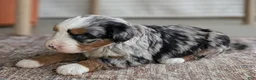 Bernedoodle dogs for sale: Shiloh  - Ad 7
