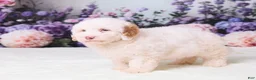 Mini Goldendoodle dogs for sale: Canela - Ad 2