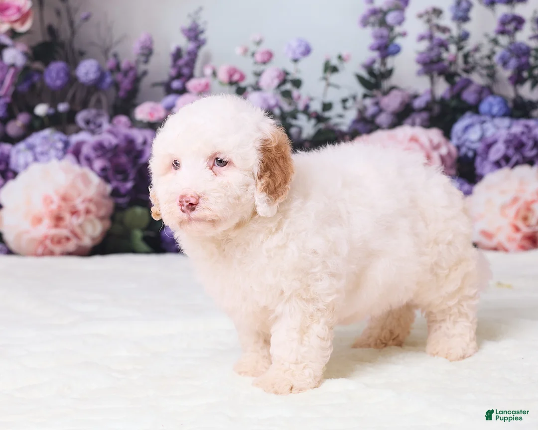 Mini Goldendoodle dogs for sale: Canela - Ad 2
