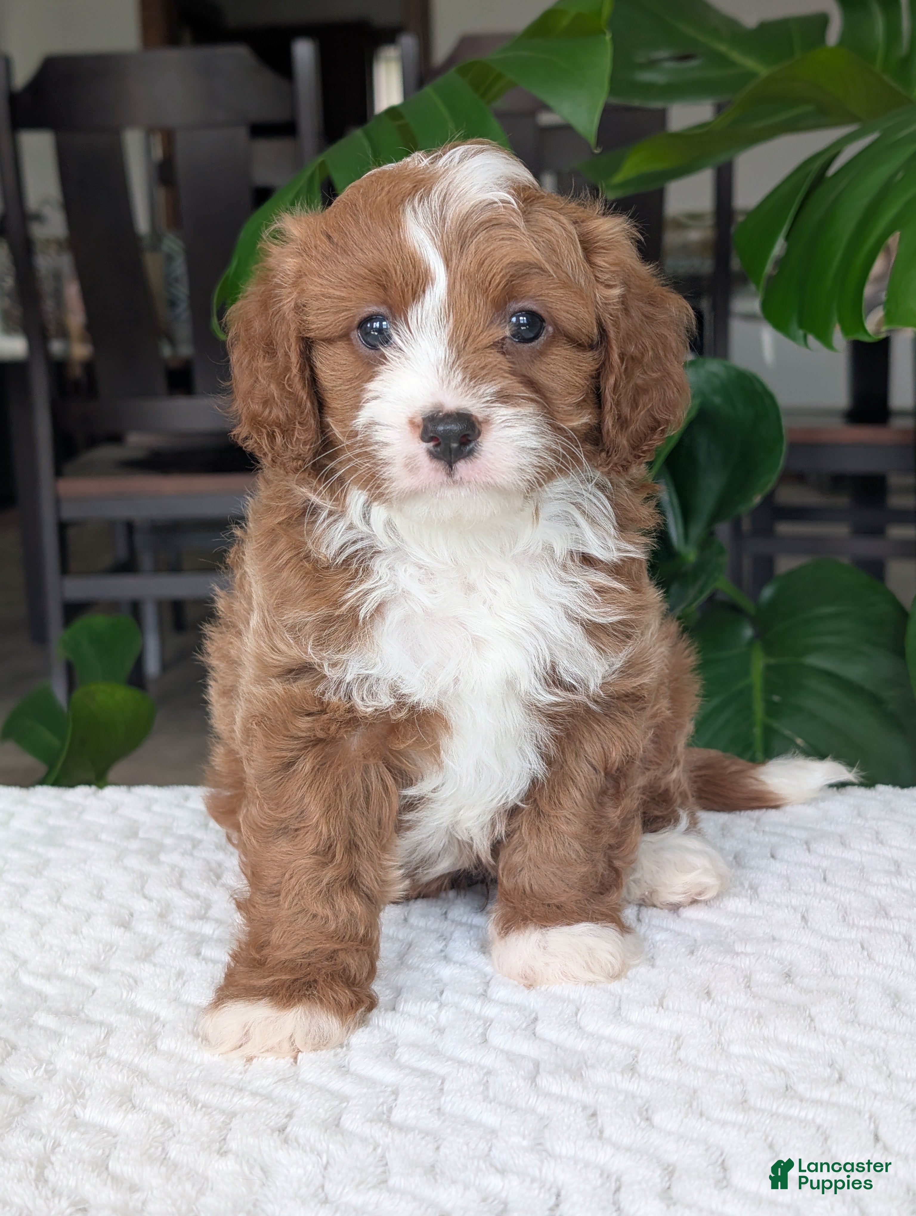 Cavapoo dogs Joey - Ad 1