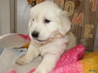 Golden Retriever dogs Golden Retriever Puppy 4 Kyrista - Ad 19