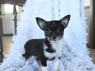 Chihuahua dogs Leo - Ad 35