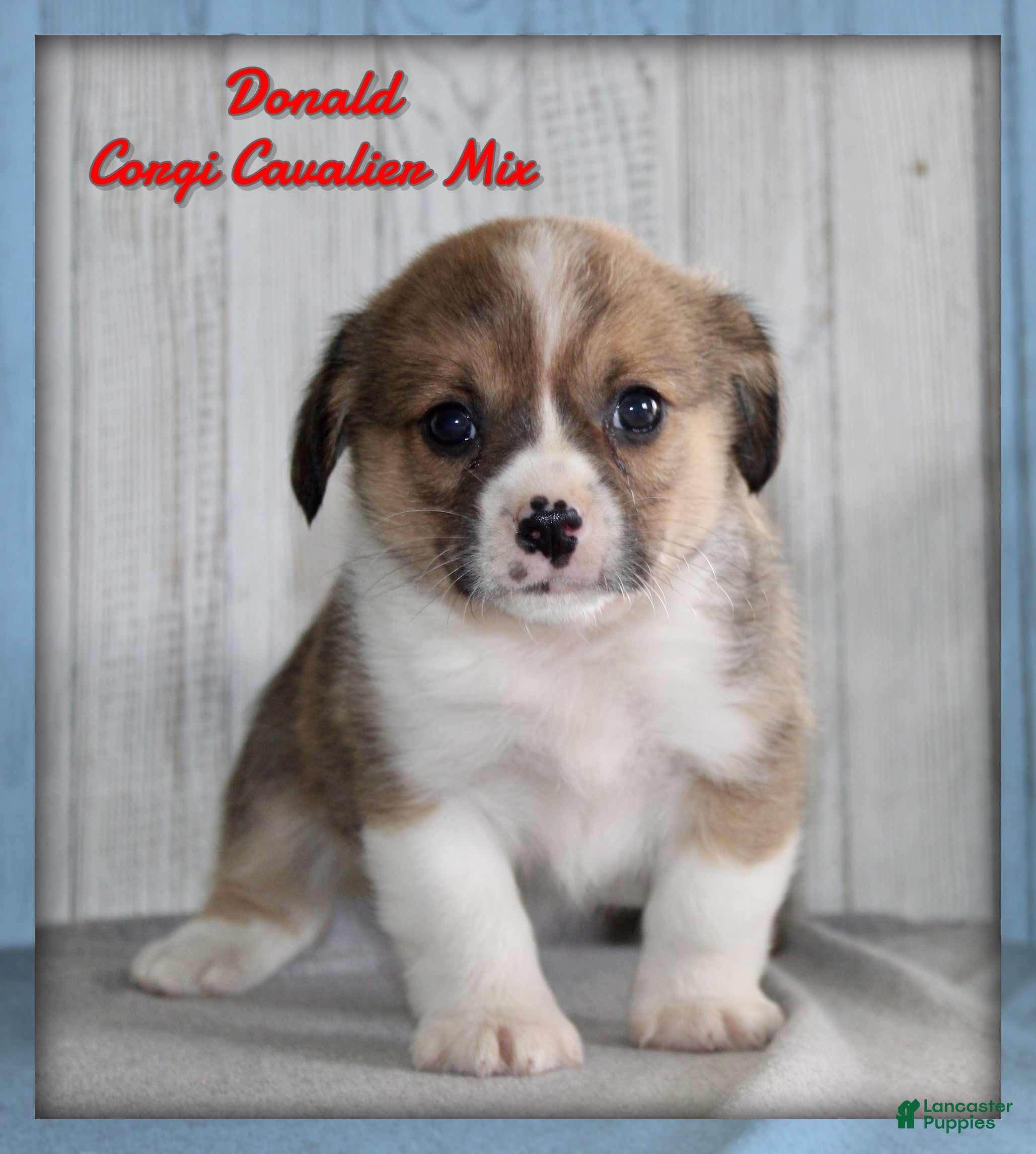 Mixed Breed dogs Donald - Ad 1