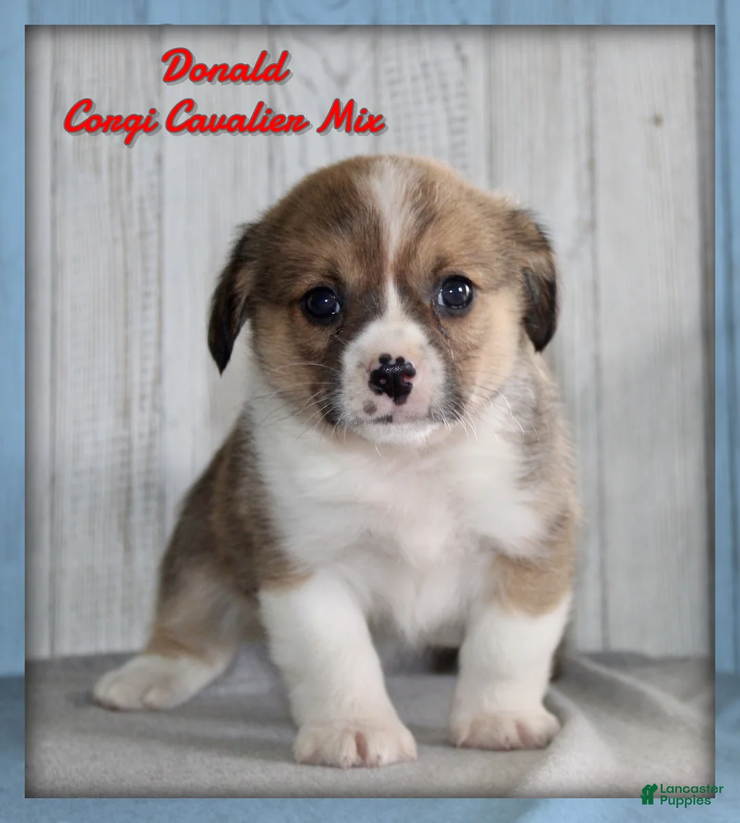 Mixed Breed dogs for sale: Donald - Ad 1