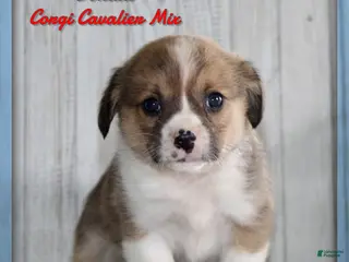 Mixed Breed dogs for sale: Donald - Ad 2