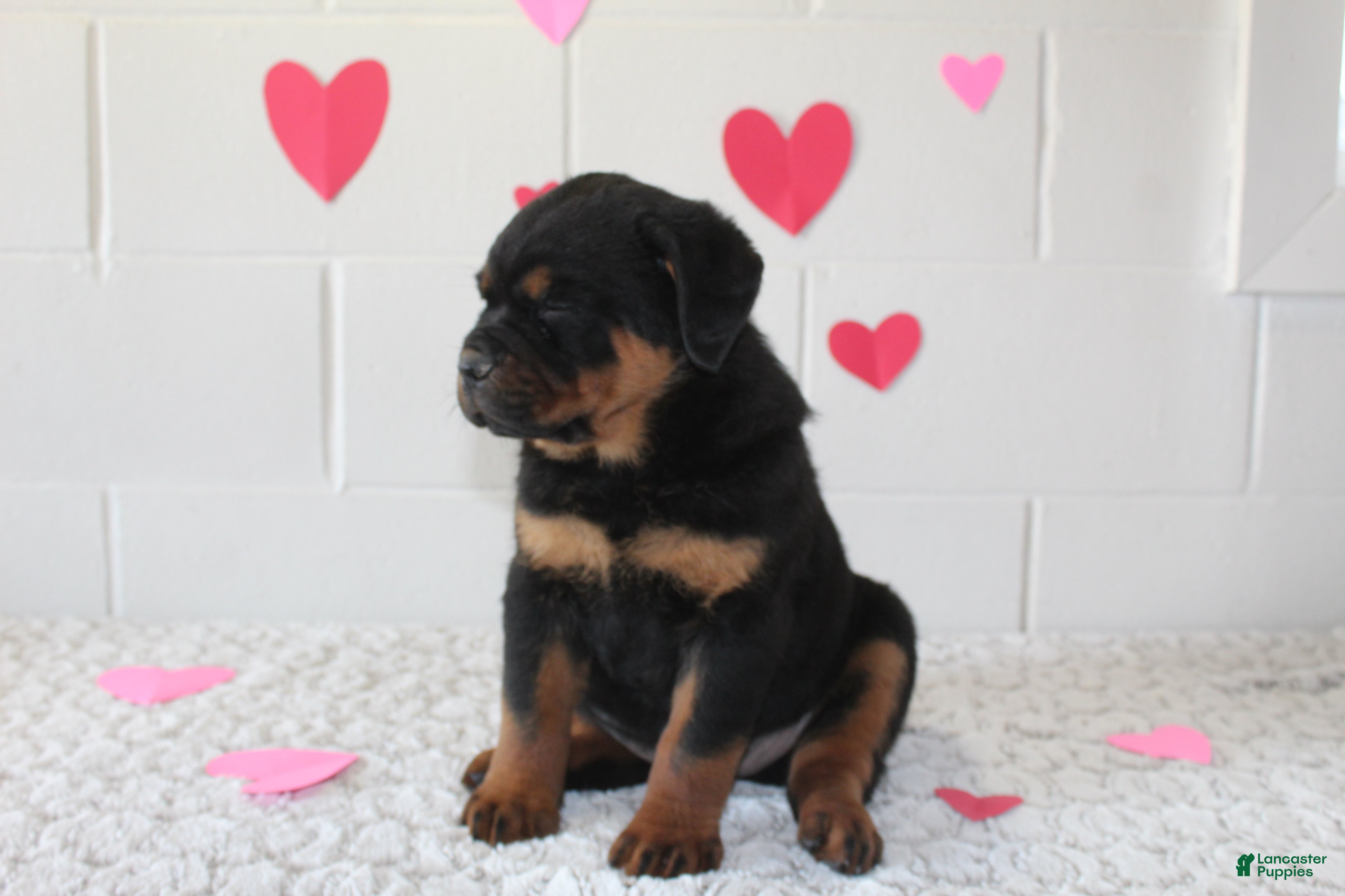 Rottweiler dogs Chloe - Ad 32