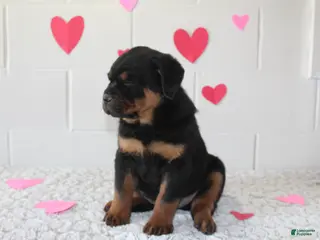 Rottweiler dogs Chloe - Ad 32