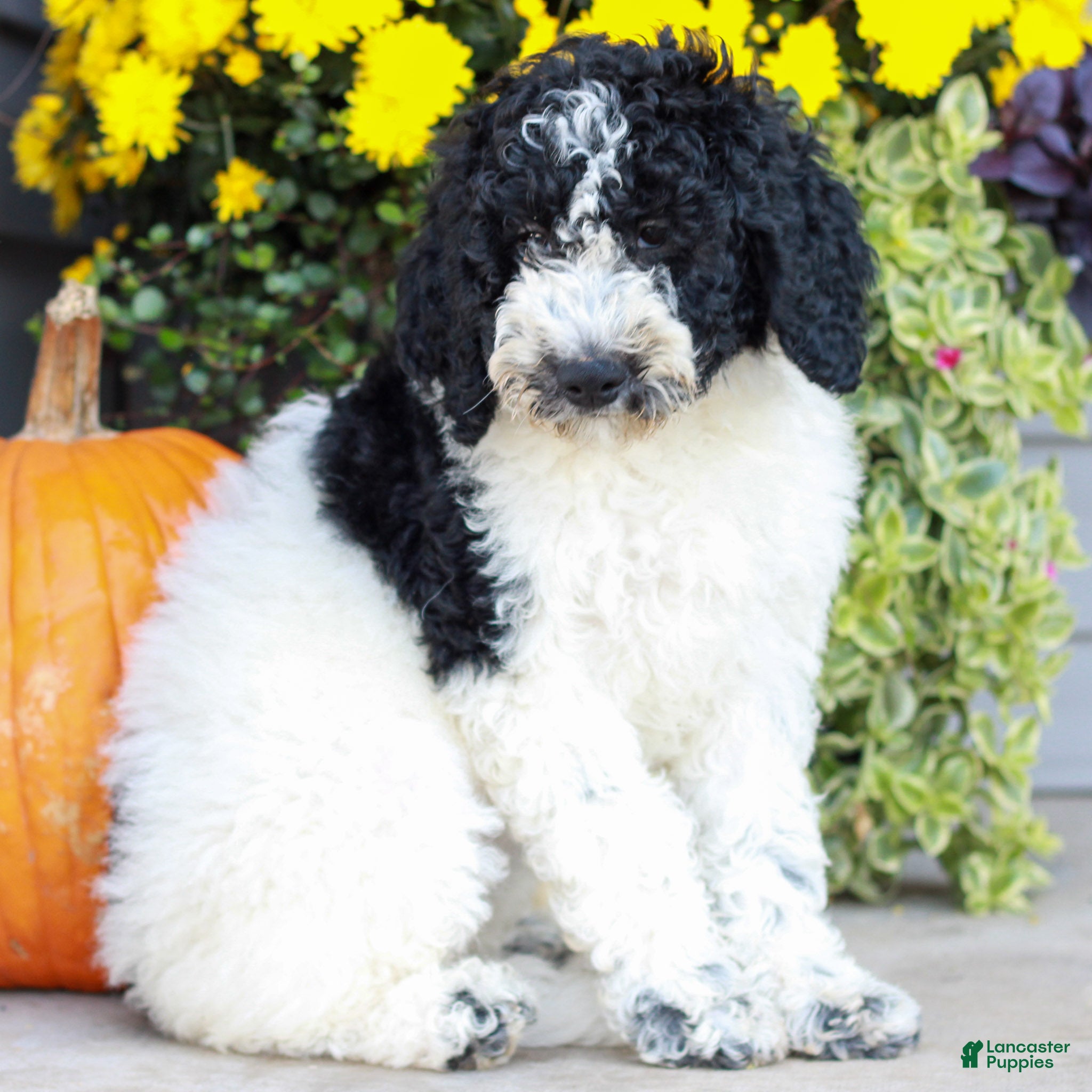 Miniature Labradoodle dogs for sale: Connie  - Ad 1