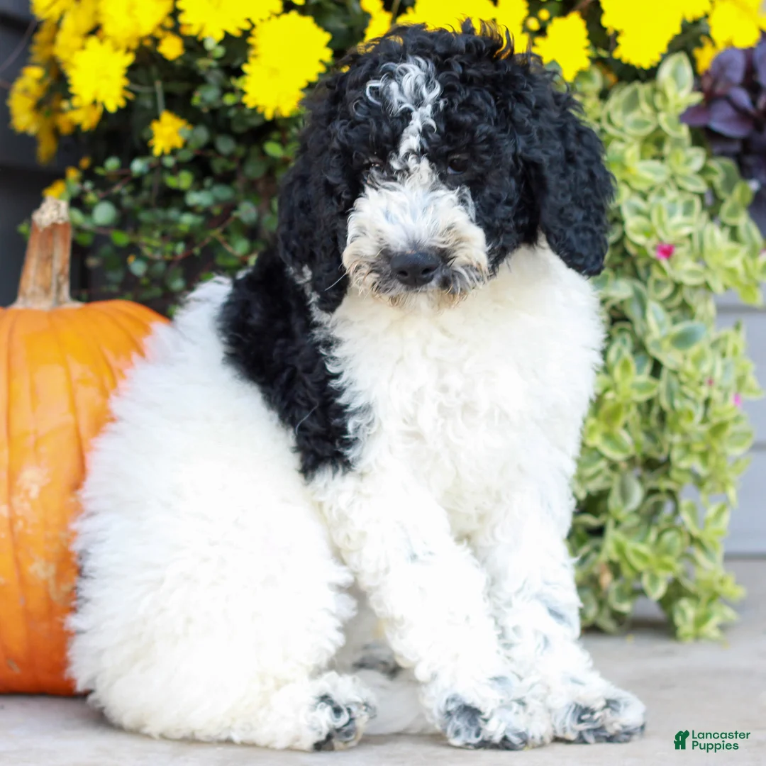 Miniature Labradoodle dogs for sale: Connie  - Ad 1