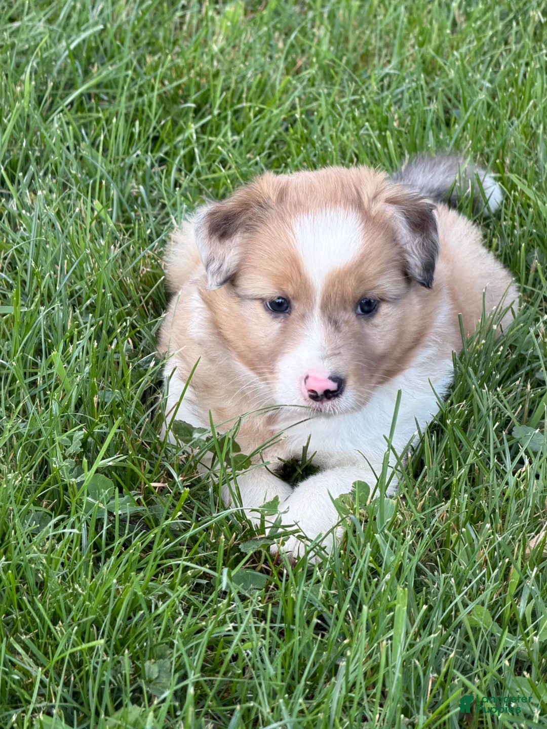 Mixed Breed dogs for sale: Mixed Breed 1 - Ad 1