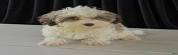 Havanese dogs for sale: Ashley - Ad 3