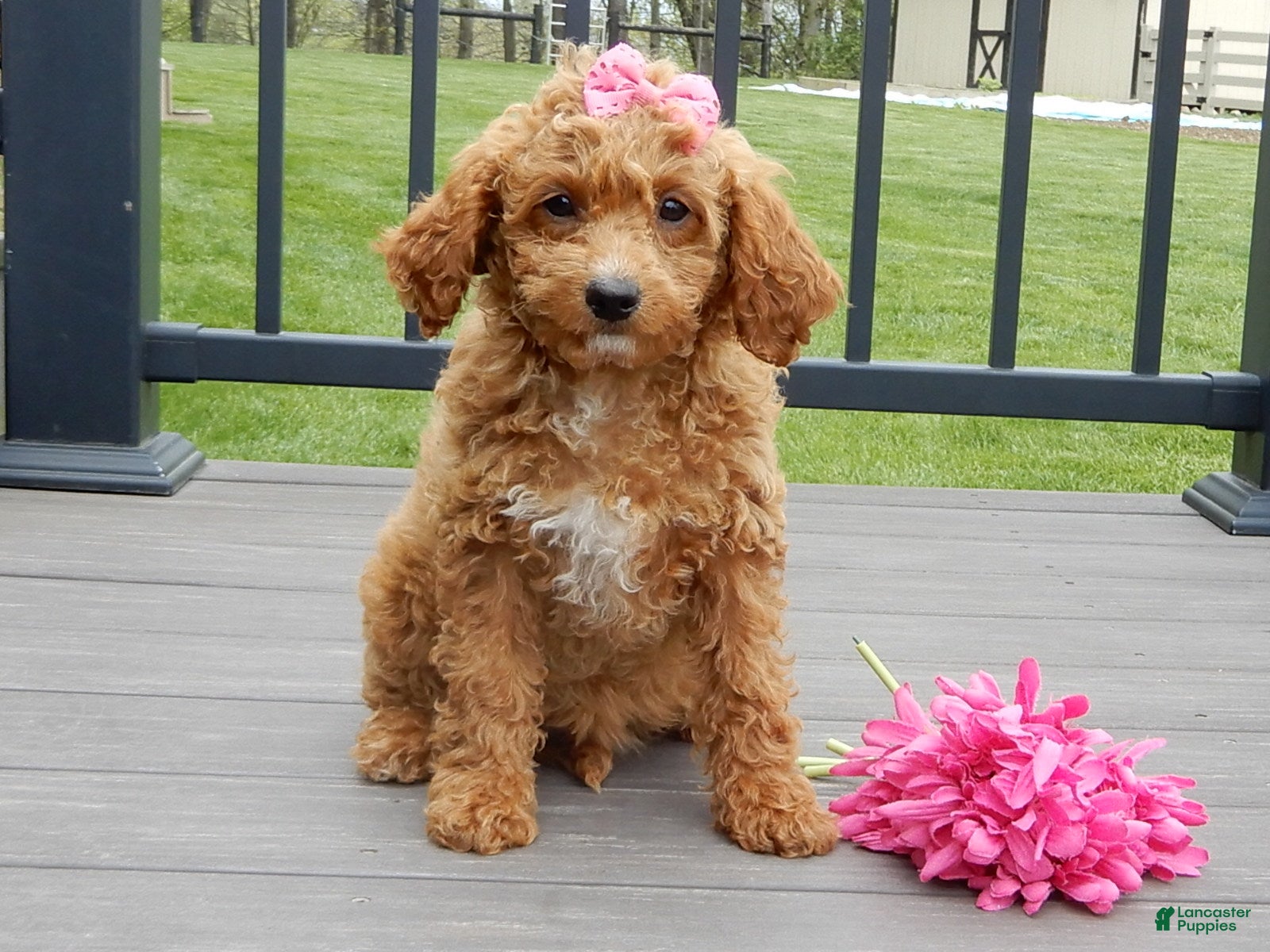 Cavapoo dogs Penny - Ad 1