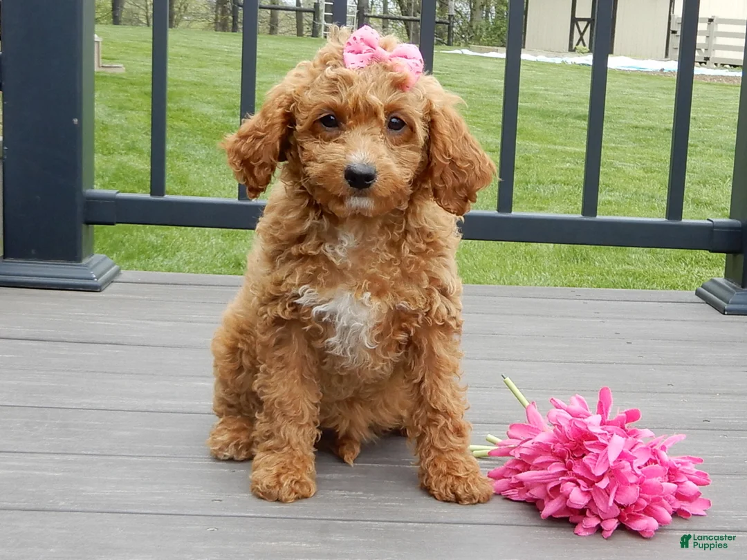 Cavapoo dogs for sale: Penny - Ad 1