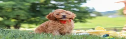 Cavapoo dogs for sale: Nash - Ad 3