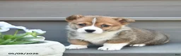 Welsh Corgi Pembroke dogs for sale: Lexi  - Ad 1
