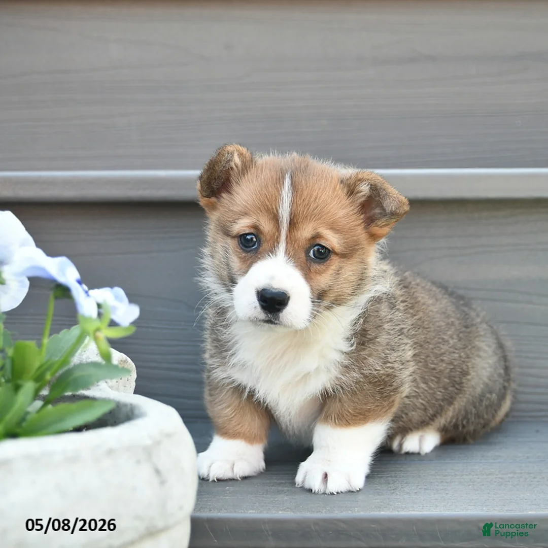 Welsh Corgi Pembroke dogs for sale: Lexi  - Ad 1