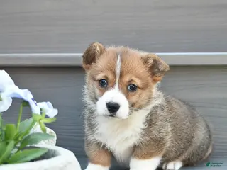 Welsh Corgi Pembroke dogs for sale: Lexi - Ad 1