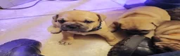 Frug dogs for sale: Frug Puppy 1 - Ad 8