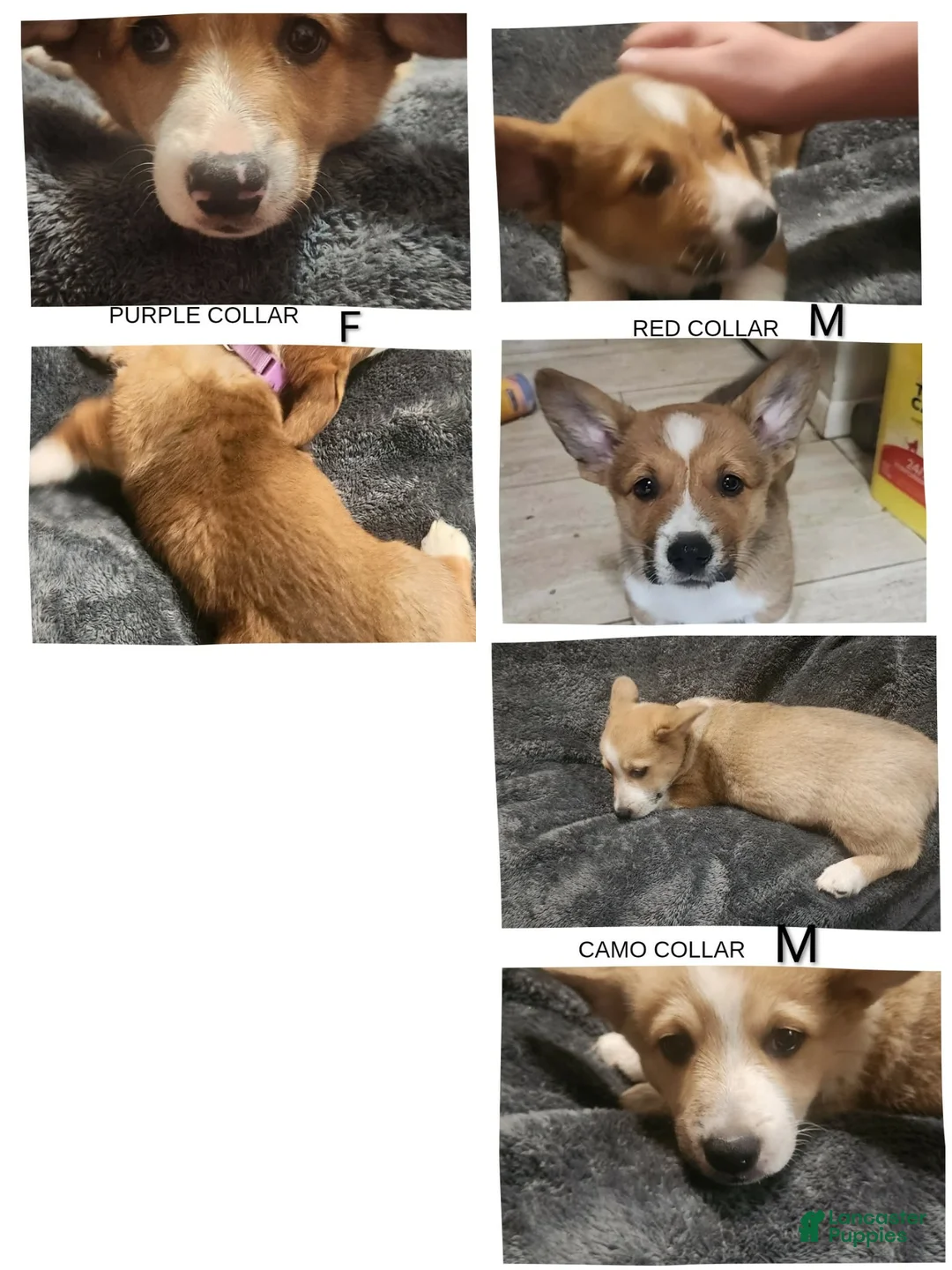 American Corgi dogs for sale: Sailor  - Ad 3