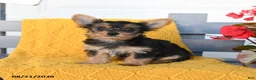 Yorkshire Terrier dogs for sale: Lucas - Ad 3