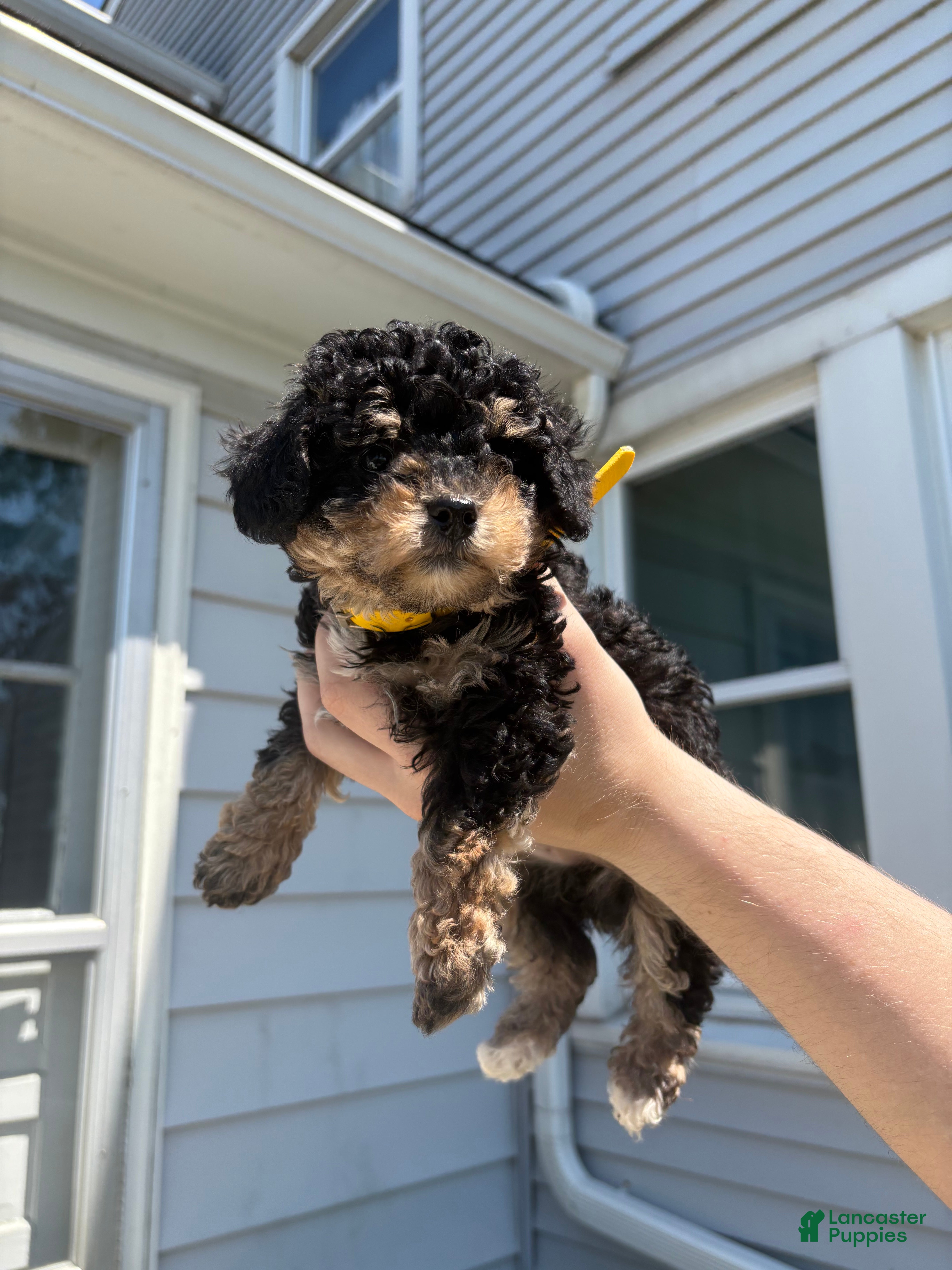 Toy Poodle dogs Mona - Ad 18