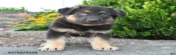German Shepherd dogs for sale: Duke - Ad 3
