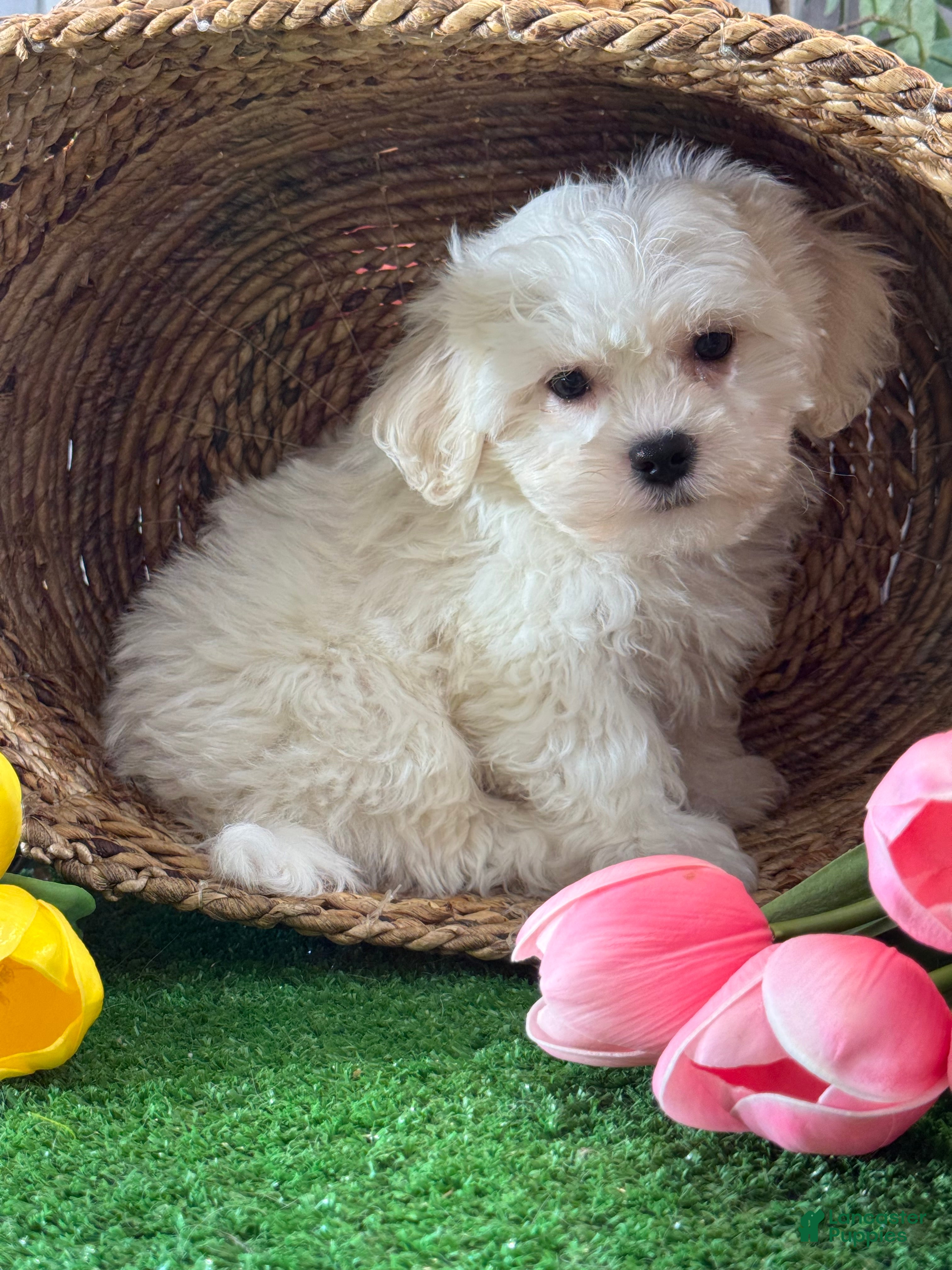 Mixed Breed dogs for sale: Leo - Ad 2
