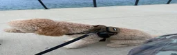 Goldendoodle dogs for sale: Teddy - Ad 3