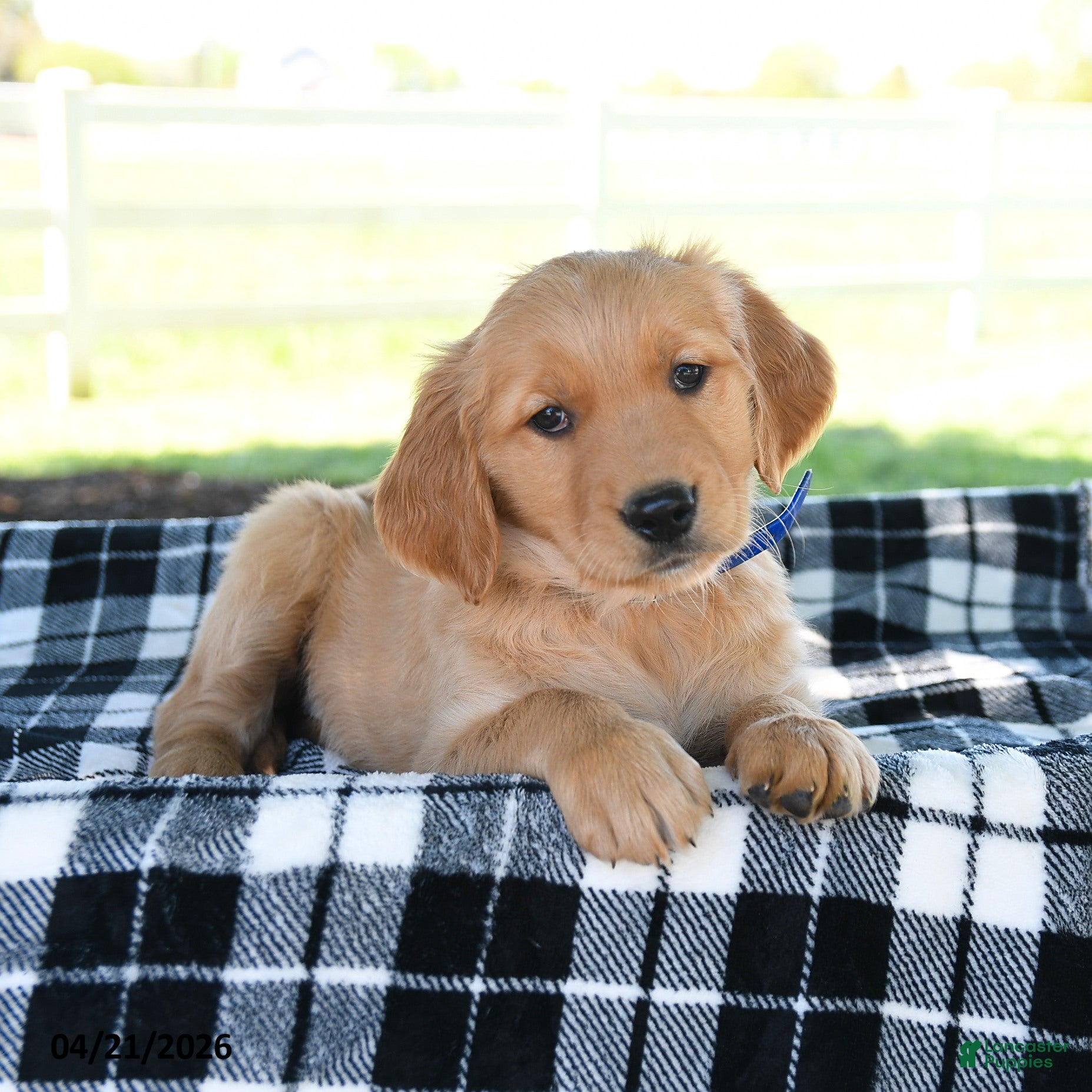 Golden Retriever dogs April - Ad 2