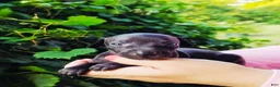 Italian Greyhound dogs for sale: Dahlia - Ad 3
