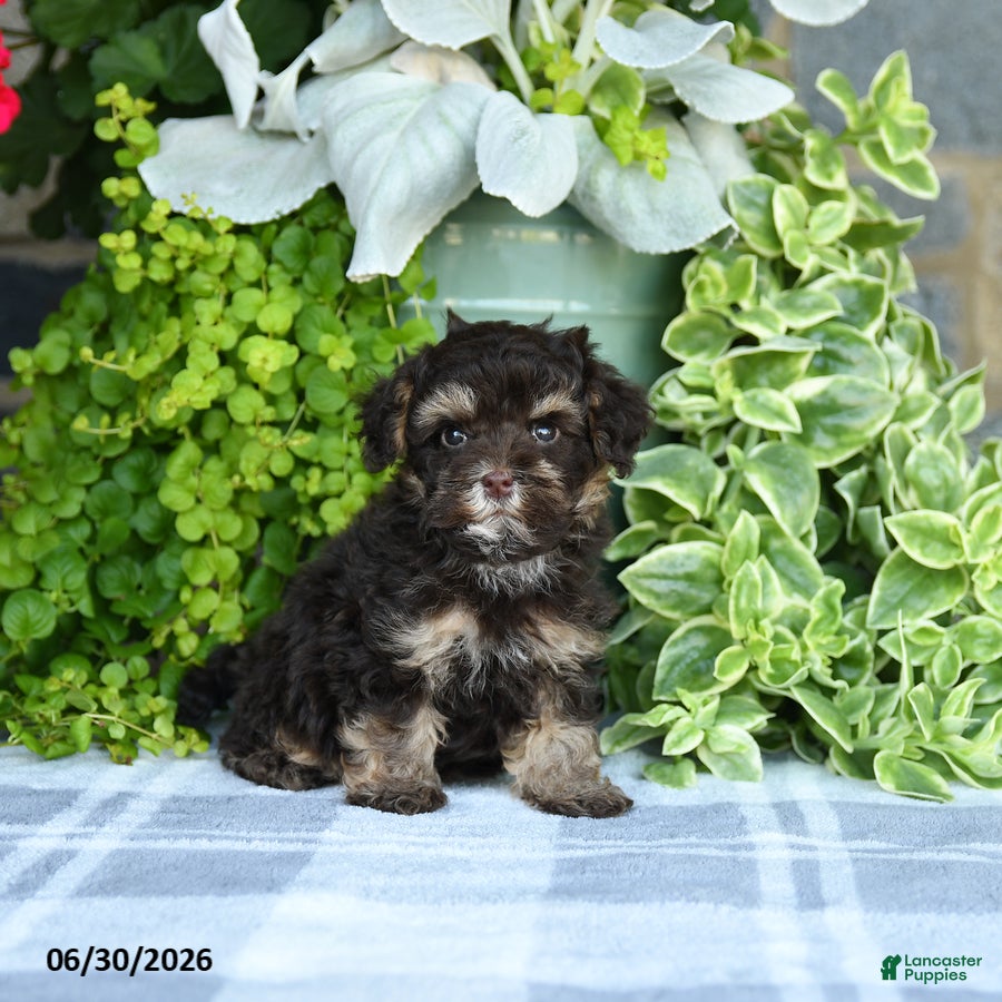 Havapoo dogs Matthew - Ad 1