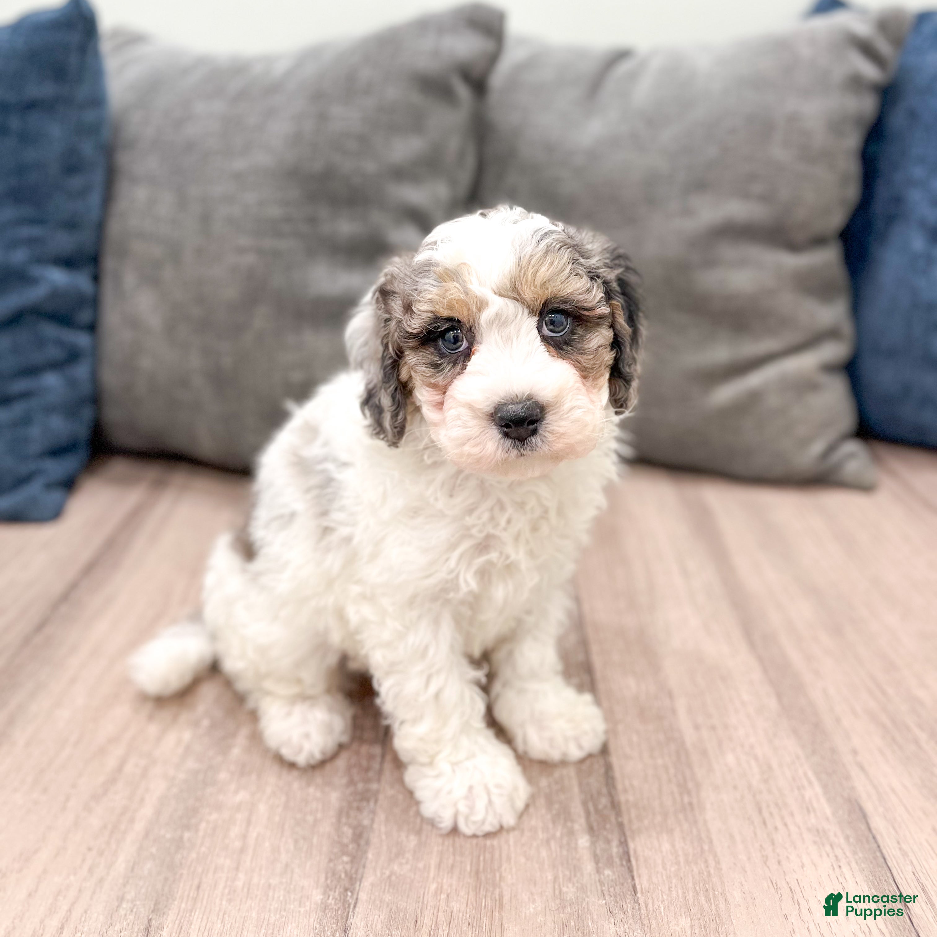 Cavapoo dogs Champ - Ad 2