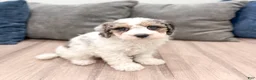 Cavapoo dogs for sale: Champ - Ad 3