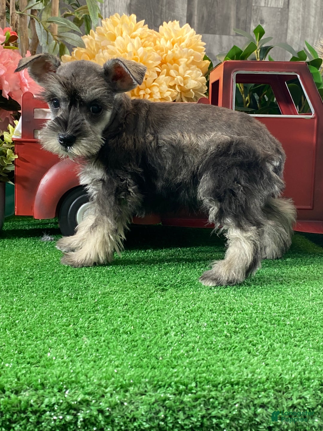 Miniature Schnauzer dogs for sale: Kylie - Ad 3