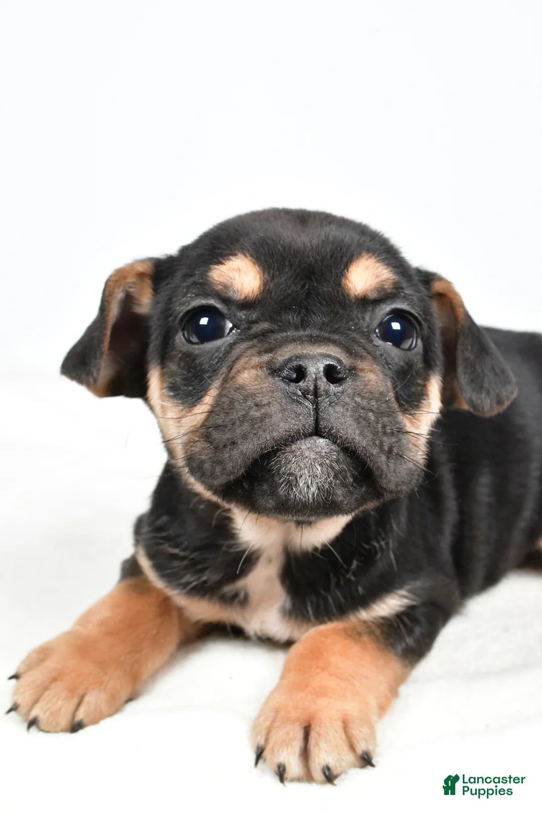 Beabull dogs for sale: Maggie - Ad 2