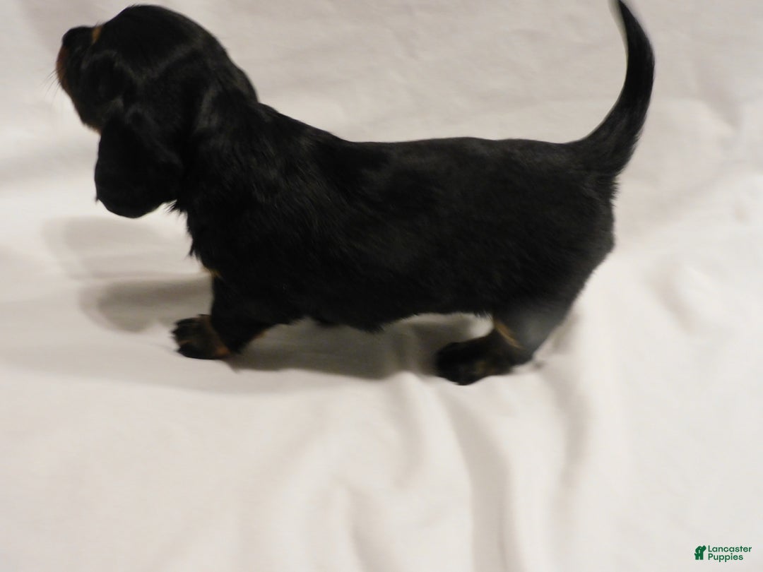 Miniature Dachshund dogs for sale: LMA's ChampionDoxie Sting's Roxanne - Ad 2