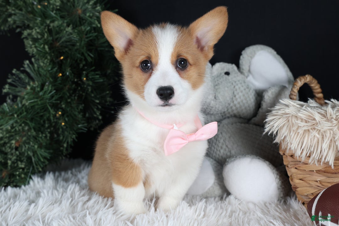 Welsh Corgi Pembroke dogs for sale: Honey - Ad 23